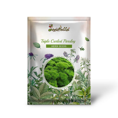 Triple Curled Parsley (Petroselinum hortensis) Herb Vegetable Seeds