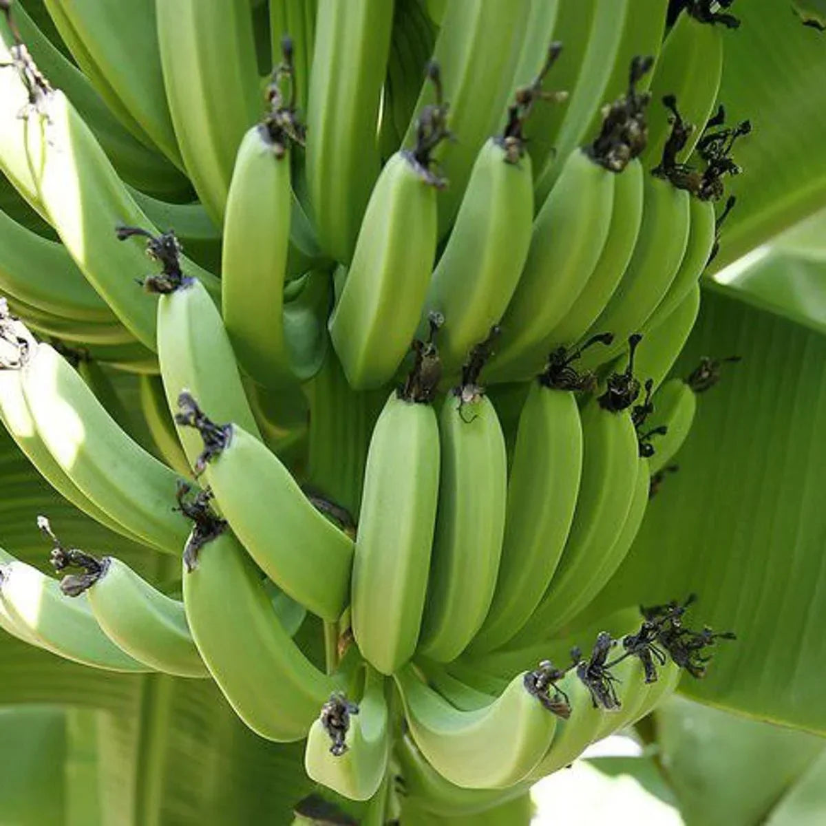 Dark Green Banana Fruit Seeds for Planting - Grow Your Own Tropical Bananas