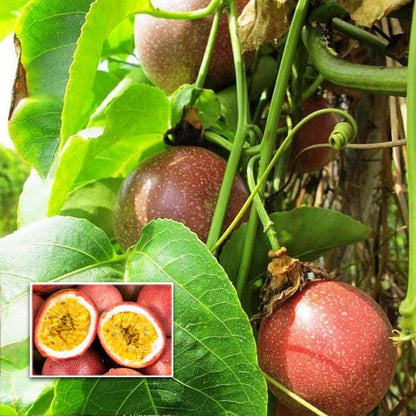 Passiflora Fruit Seeds for Planting Dark Red - Enjoy the Exotic Dark Red Passiflora Fruits