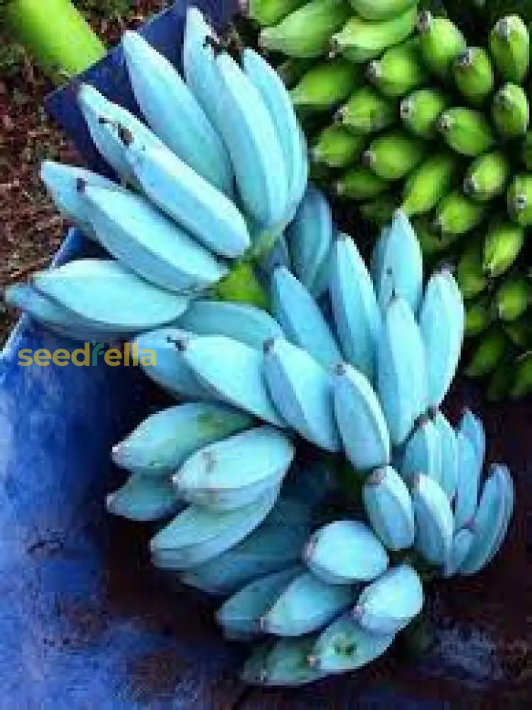 Plant Banana Dark Violet Seeds for Vibrant Growth