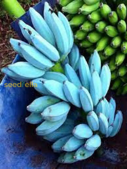 Plant Banana Dark Violet Seeds for Vibrant Growth