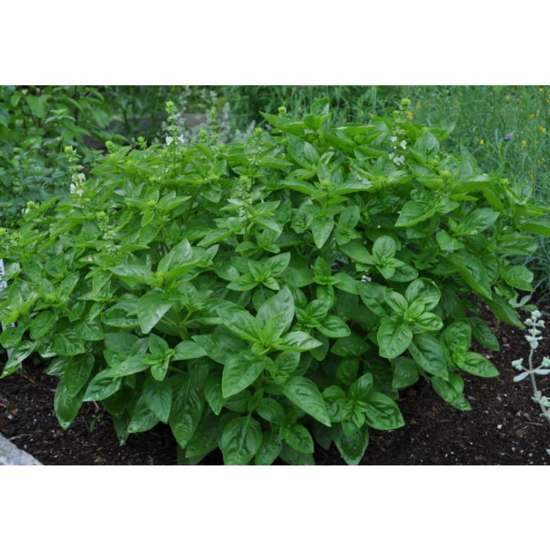 Dolce Fresca Basil (Ocimum basilicum) Seeds
