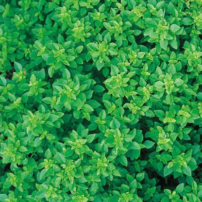 Dwarf Greek Basil (Ocimum basilicum) Seeds