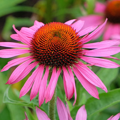 Echinacea Seeds - Purple Coneflower (Echinacea purpurea)