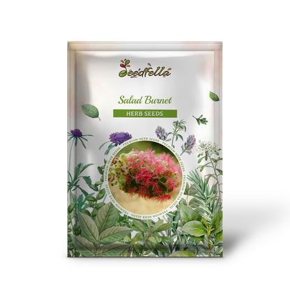 Salad Burnet (Sanguisorba minor) Edible Greens Vegetable Herb Flower Seeds