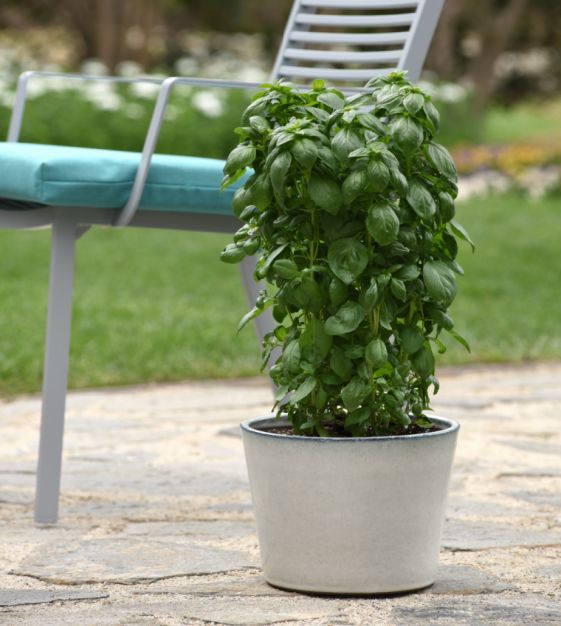 Everleaf Emerald Towers Basil (Ocimum basilicum) Seeds