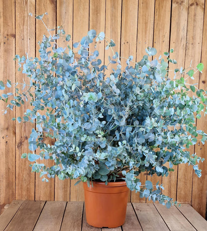 銀滴ユーカリ（ユーカリ・グンニー）サイダーガム 銀青色の葉 花屋用樹木の種