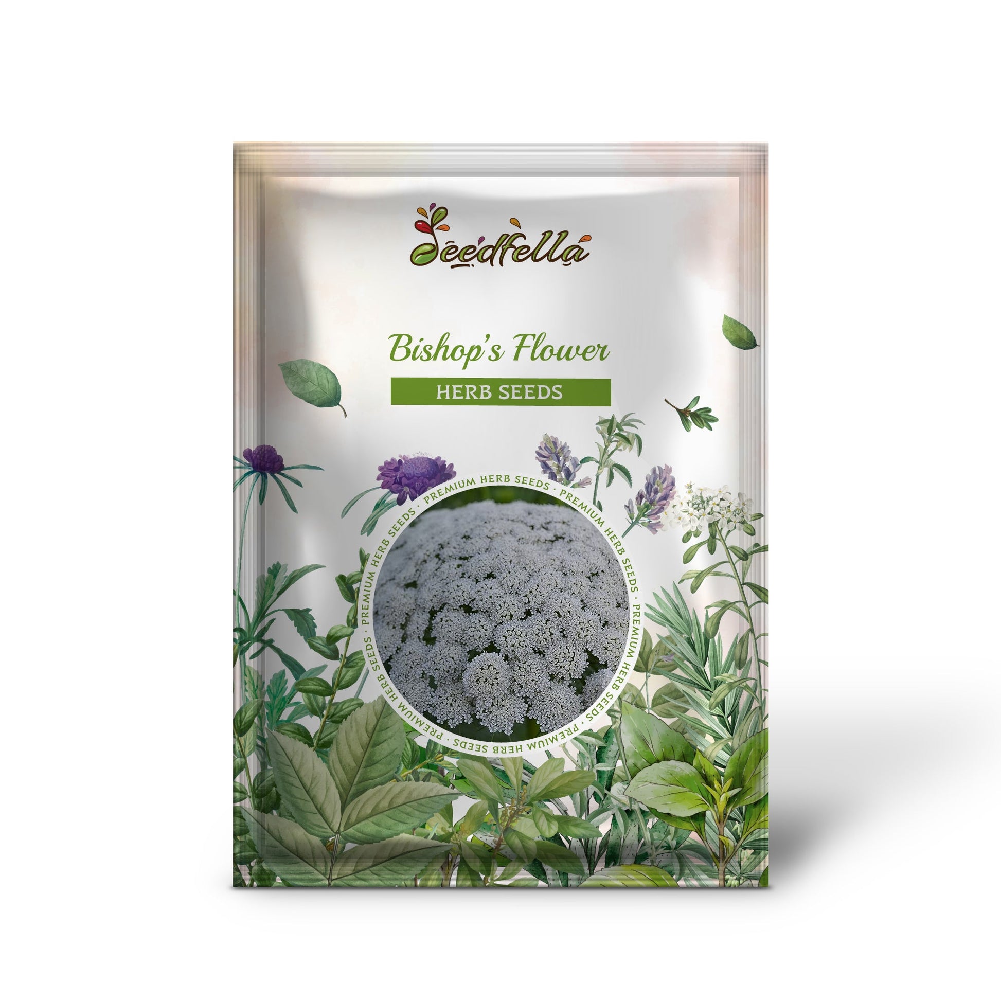 bishops flower seeds Bishop'S Flower Ammi Majus – False Queen Anne'S Lace Seeds Organic Garden Seeds – Pure Asia Seeds