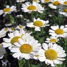 Feverfew (Tanacetum parthenium) Seeds