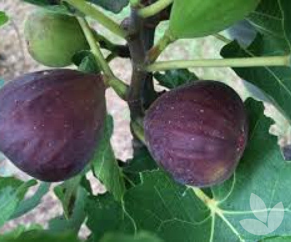 Common Edible Fig Tree (Ficus carica) Purple Brown Skin Pink Flesh Fruit Seeds