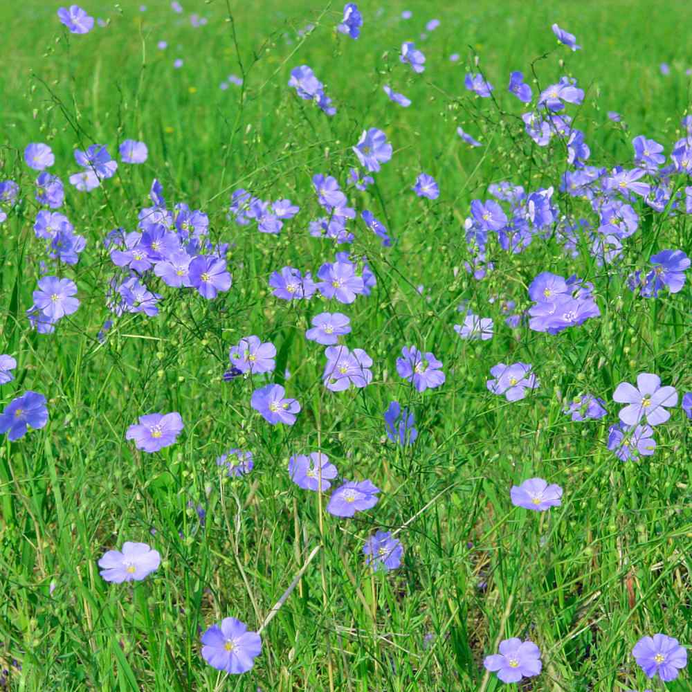 亜麻（Linum usitatissimum）種子