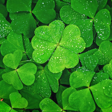 Four Leaf Clover Seeds for Planting
