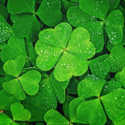 Four Leaf Clover Seeds for Planting