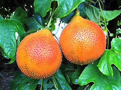 Gac Fruit (Gac Melon) Vine Momordica Cochinchinensis Seeds