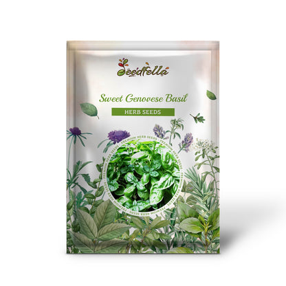 Sweet Genovese Basil (Ocimum basilicum) - Herb Flower Seeds