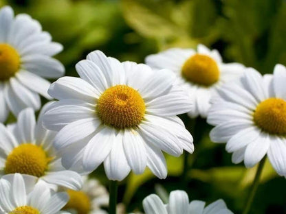 German Chamomile (Matricaria recutita) Herb Flower Seeds