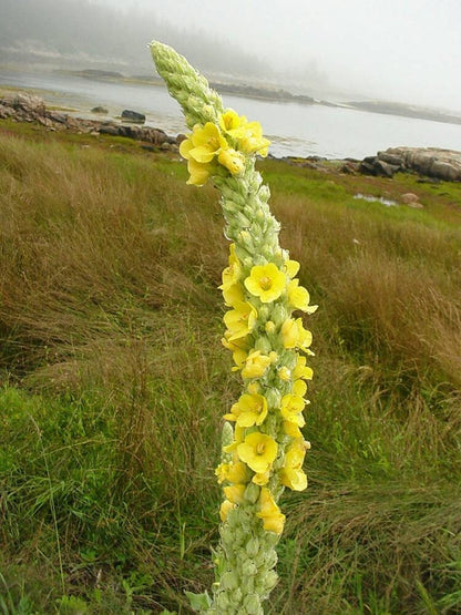 Great Mullein (Verbascum thapsus) Seeds