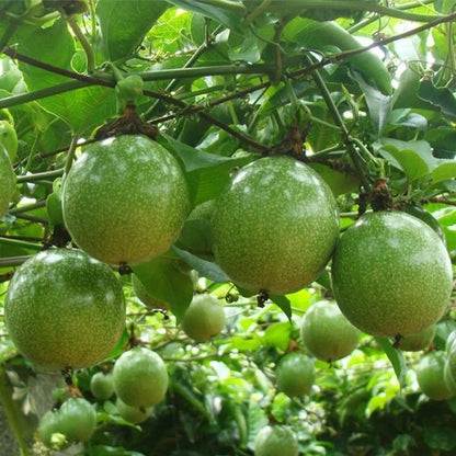 Passion Fruit Seeds for Planting - Cultivate Exotic Green Passion Fruits