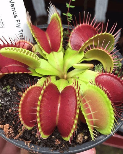 赤い色のある緑のビーナス捕虫草 – 家庭と庭の装飾用の珍しい食虫植物