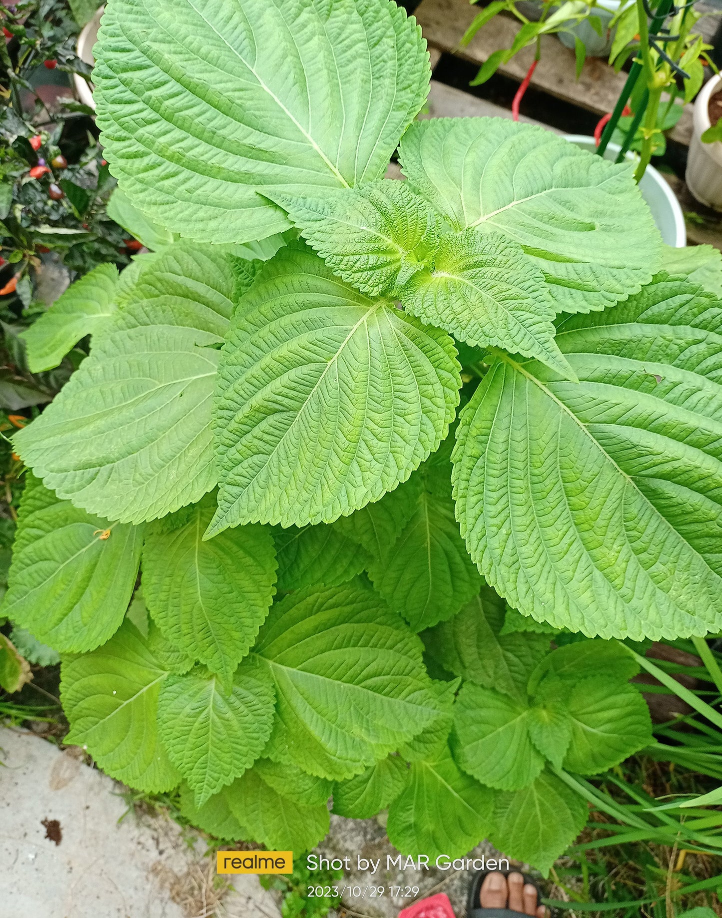 Green Shiso Perilla frutescens Seeds for Planting herb garden Asian kitchen