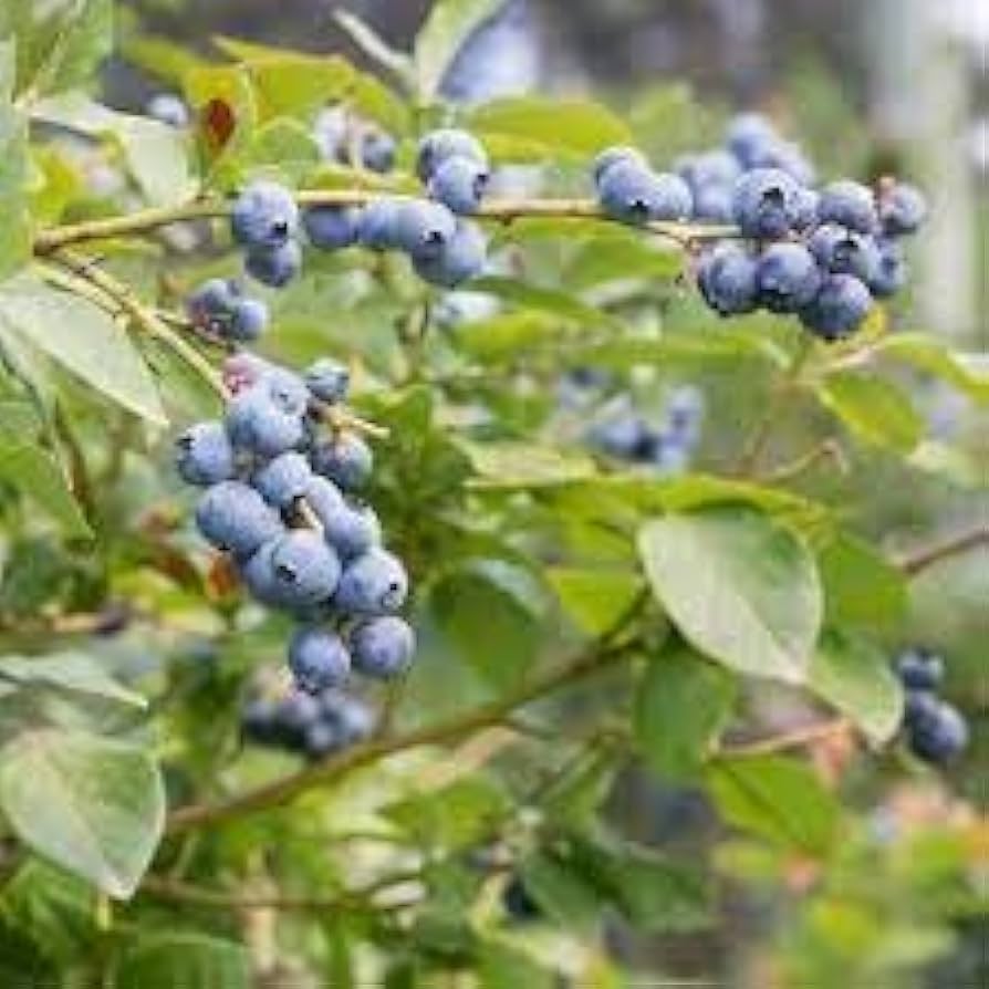 Berry Blue Haskap Fruit Seeds for Planting - Unique Blue Berries for Your Garden