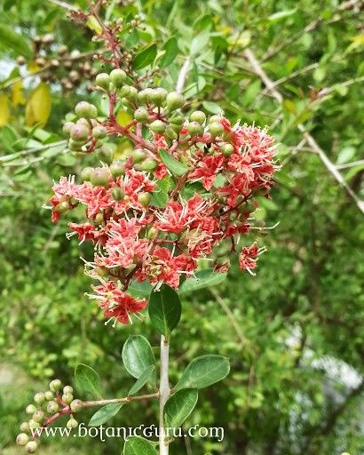 普通のヘナ（ローソニア・イネルミス）染料植物入れ墨花木の種子
