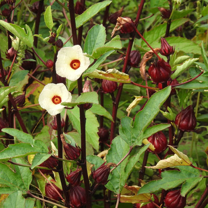Hibiscus-Roselle (Hibiscus sabdariffa) Seeds