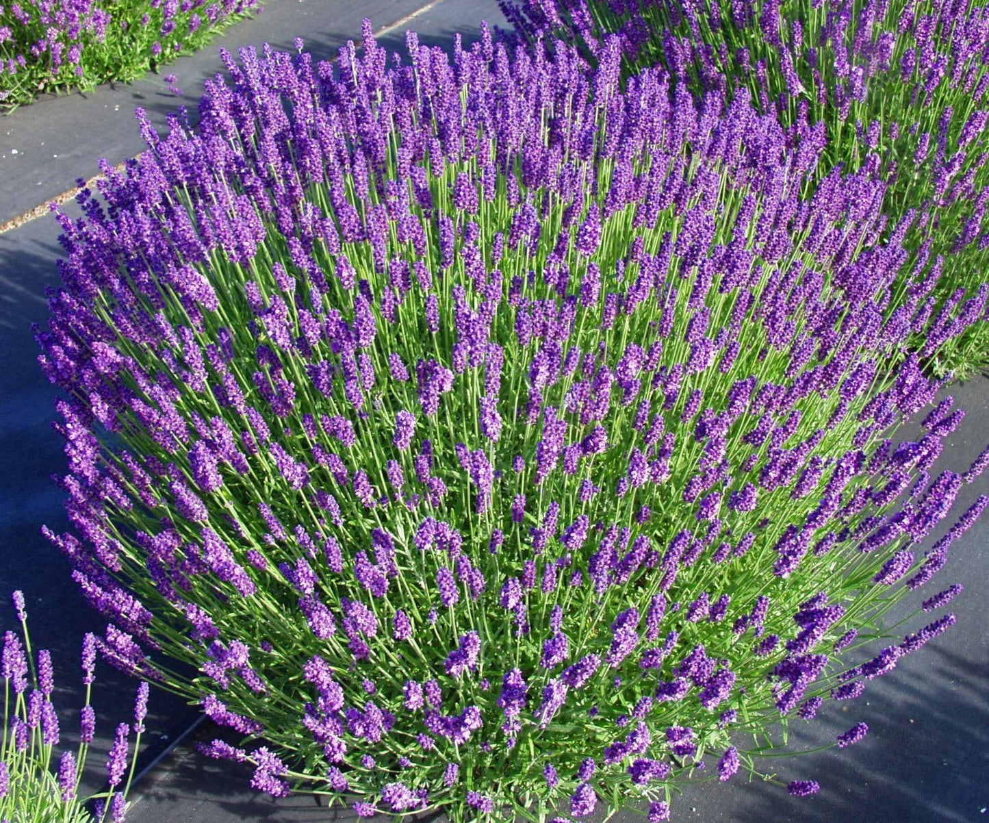 Hidcote Blue Lavender (Lavandula angustifolia) Seeds