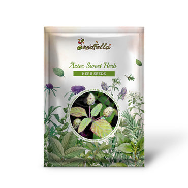 Aztec Sweet Herb (Lippia dulcis) - Honeyherb, Mayan Mint, Dulce Buttons, White Flower Seeds