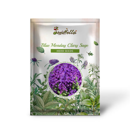 Blue Monday Clary Sage (Salvia viridis) Horminum Herb Flower Seeds