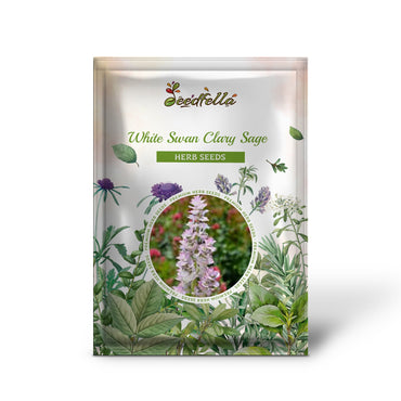 White Swan Clary Sage (Salvia viridis) Horminum Herb Flower Seeds