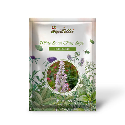 White Swan Clary Sage (Salvia viridis) Horminum Herb Flower Seeds