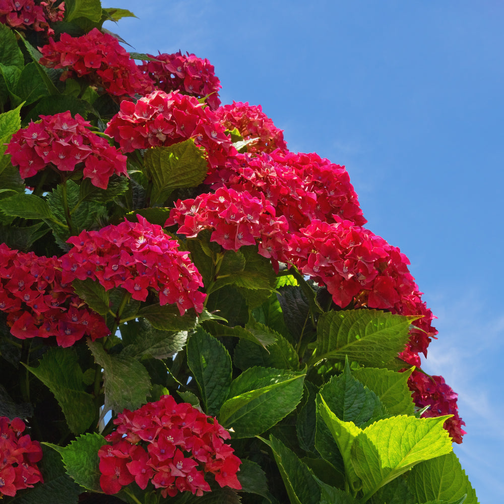 Non-GMO Hydrangea Seeds Deep Red Variety