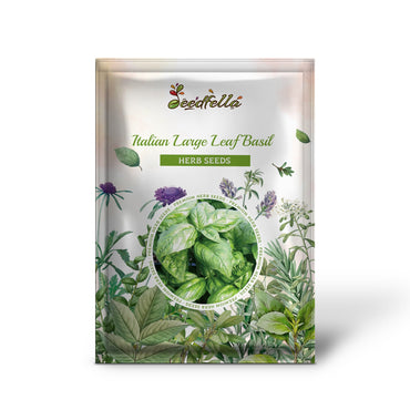 Italian Large Leaf Basil (Ocimum basilicum) Herb Flower Seeds