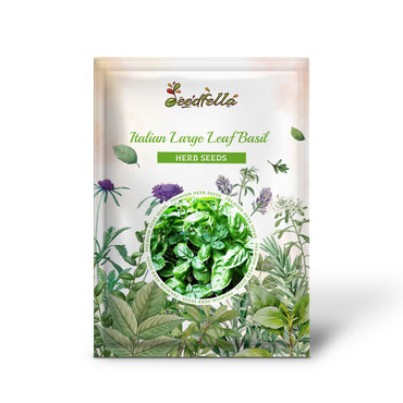 Italian Large Leaf Basil (Ocimum basilicum) Seeds