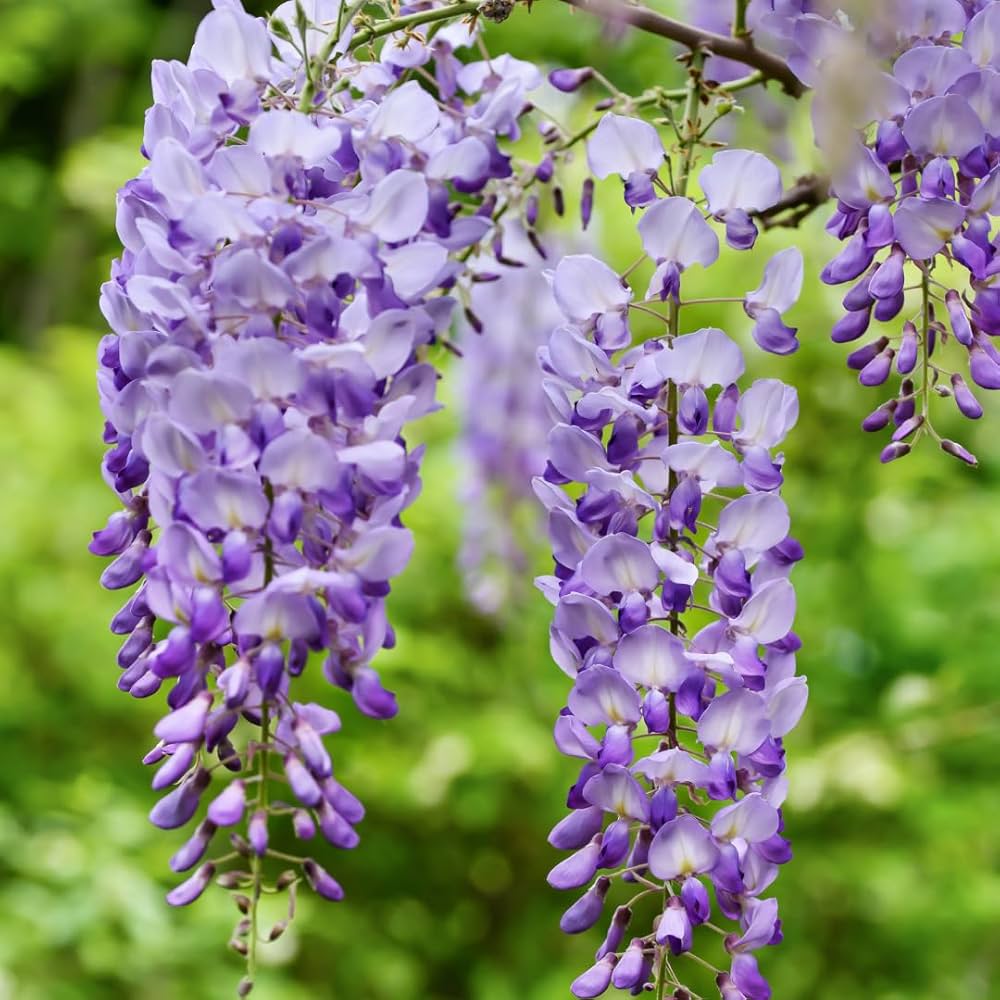 Non-GMO Japanese Wisteria Tree Seeds for Home Gardens