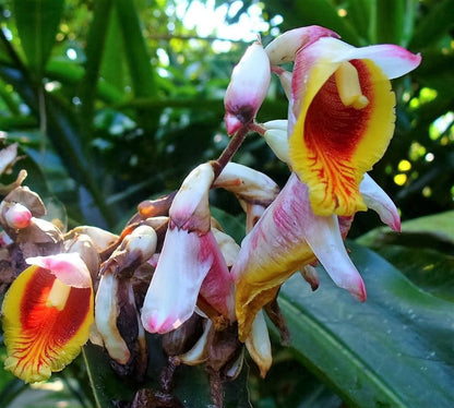 カットショウガ（Alpinia katsumadai Hayata）ピンクと黄色の貝殻花薬草の種