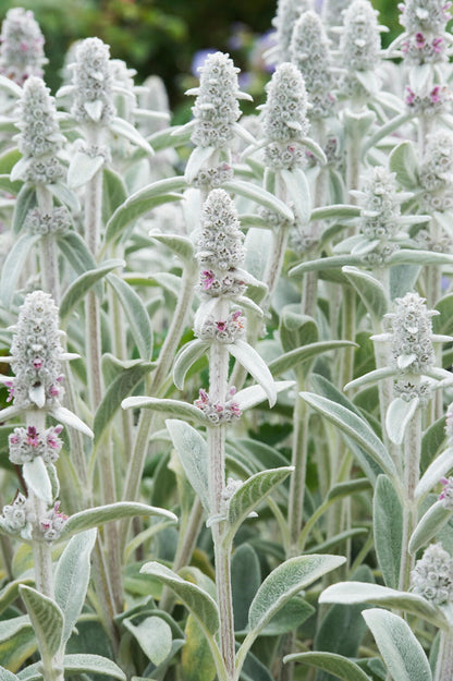 Lamb's Ear (Stachys byzantina) Seeds