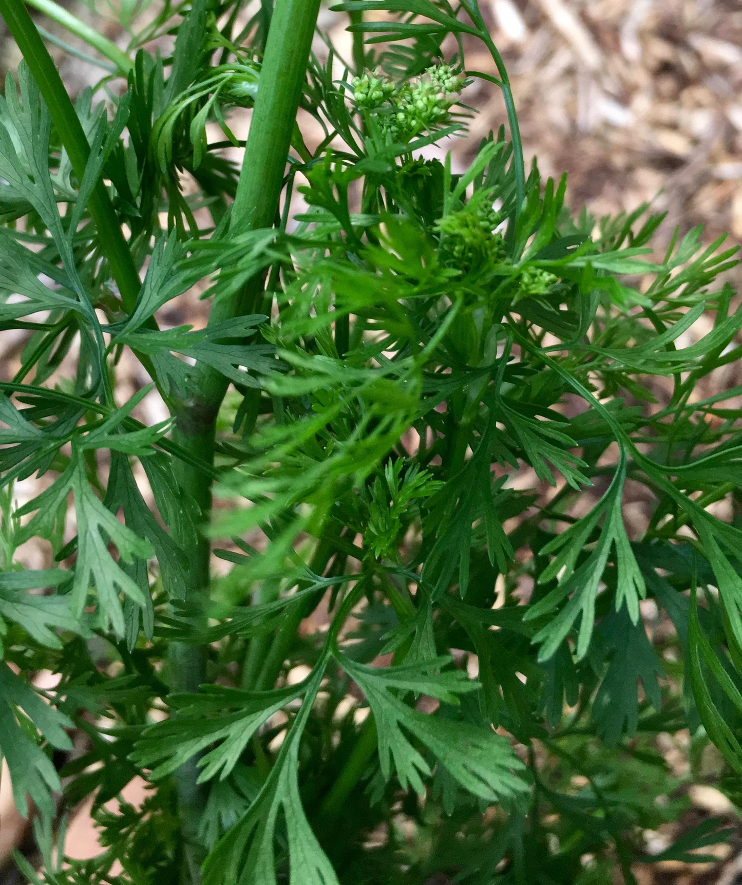 Large Leaf Cilantro (Coriandrum sativum) Seeds