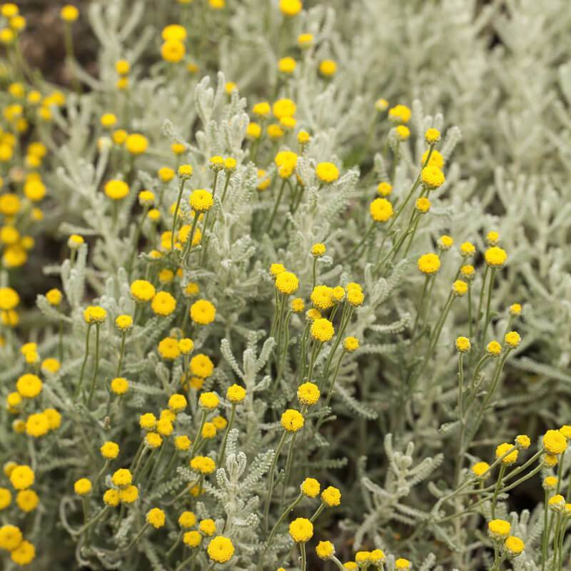 Lavender Cotton (Santolina chamaecyparissus) Seeds