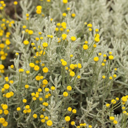 Lavender Cotton (Santolina chamaecyparissus) Seeds