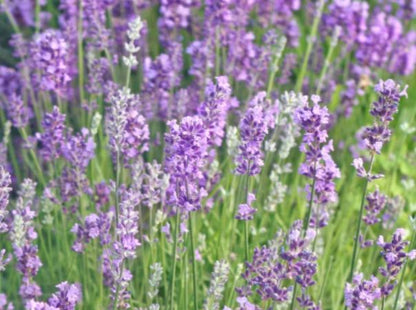 English Lavender (Lavandula angustifolia) Seeds