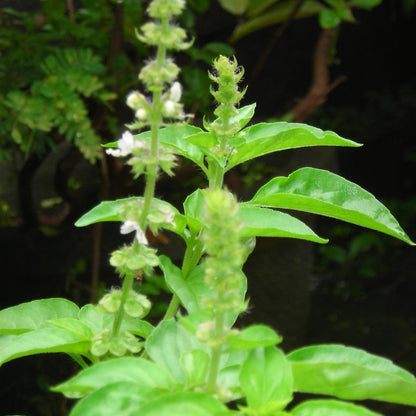 Lemon Basil (Ocimum basilicum) Herb Flower Seeds