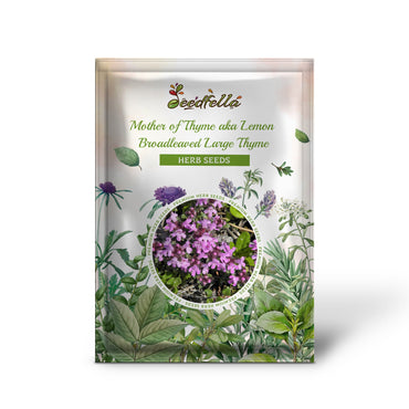 Mother of Thyme aka Lemon Broadleaved Large Thyme (Thymus pulegioides) Herb Pink Flower Seeds