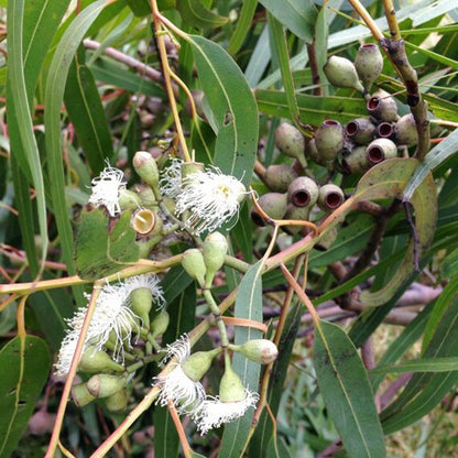 Lemon Eucalyptus (Corymbia citriodora) Seeds