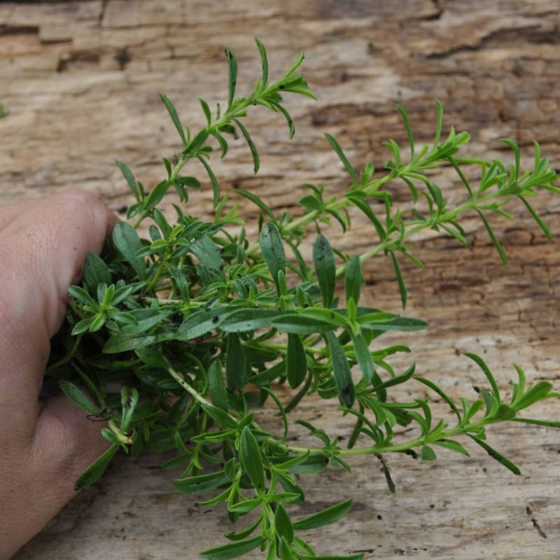 Lemon Savory (Satureja citriodora) Seeds
