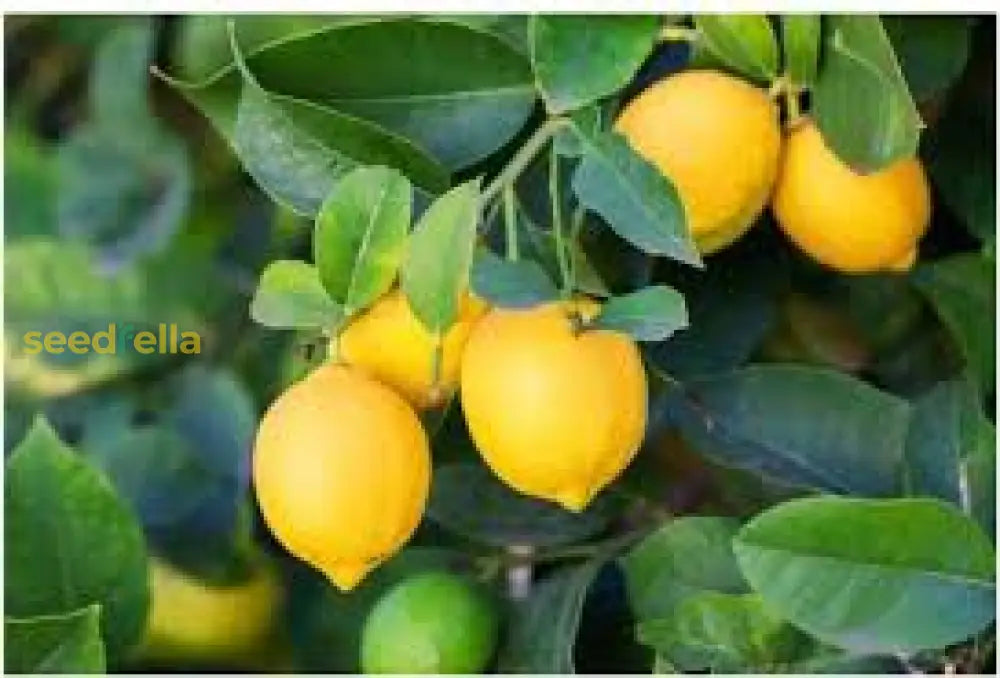 Yellow Citrus Lemon Tree Seeds for Planting - Grow Fresh Lemons at Home