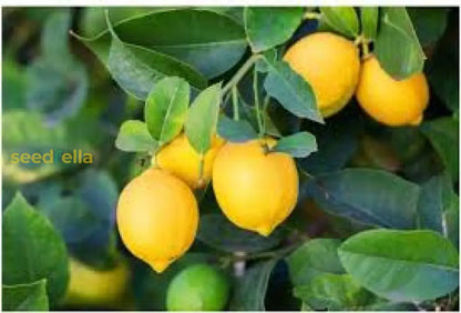 Yellow Citrus Lemon Tree Seeds for Planting - Grow Fresh Lemons at Home