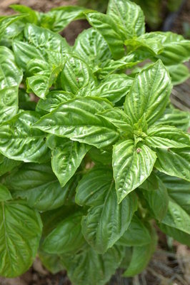 Lettuce Leaf Basil (Ocimum basilicum 'Lettuce Leaf') Seeds