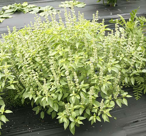 Lime Basil (Ocimum americanum) Seeds